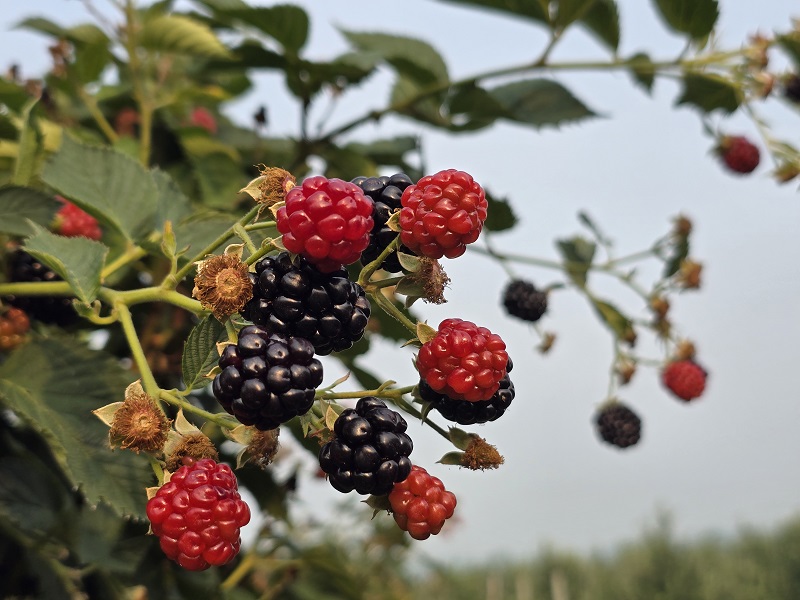 blackberry